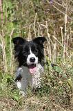 BORDER COLLIE 350